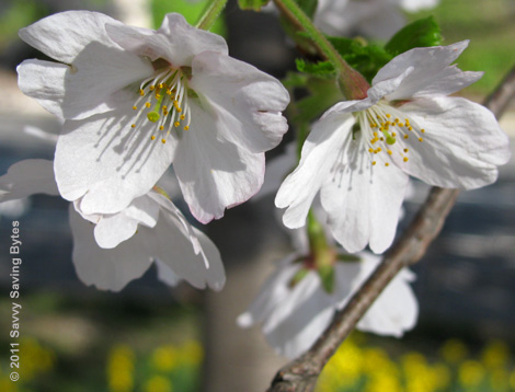 cherry-blossoms-white
