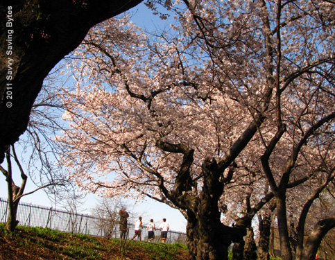 cherryblossoms-nyc