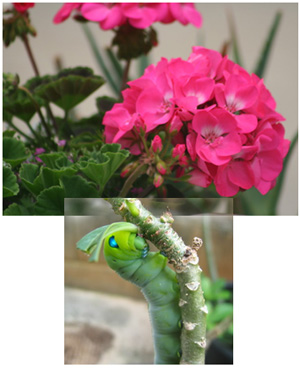 geranium and caterpillar3 geranium and caterpillar3