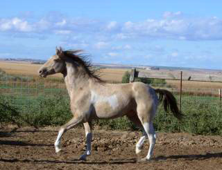 horse blue sky