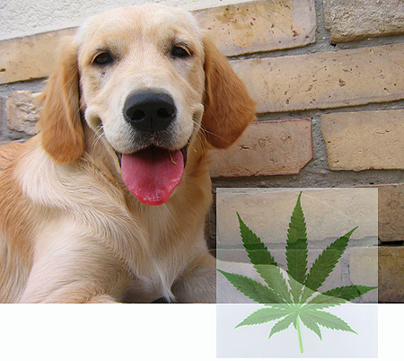 Dog close up and marijuana